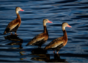 Guanajuato, destino de aves migratorias