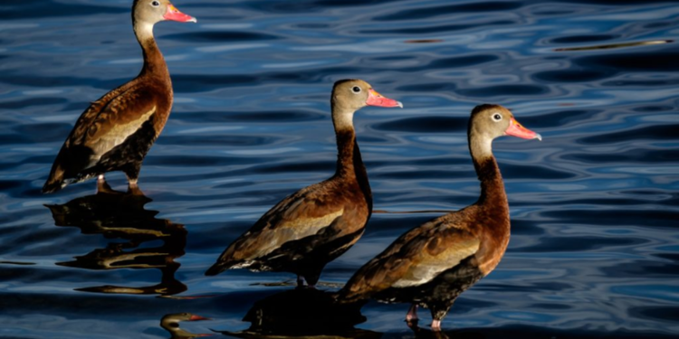 Guanajuato, destino de aves migratorias
