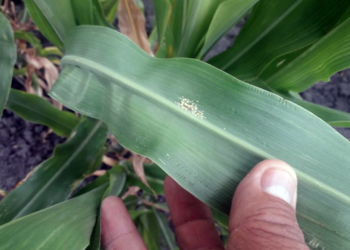 ¿Dónde solicitar apoyo para prevenir el pulgón amarillo del sorgo?