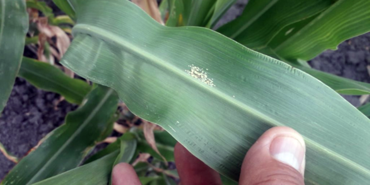¿Dónde solicitar apoyo para prevenir el pulgón amarillo del sorgo?