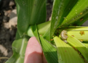 ¿Siembras maíz o sorgo? Recibe asesoría para evitar al gusano cogollero y soldado