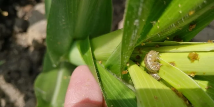 ¿Siembras maíz o sorgo? Recibe asesoría para evitar al gusano cogollero y soldado