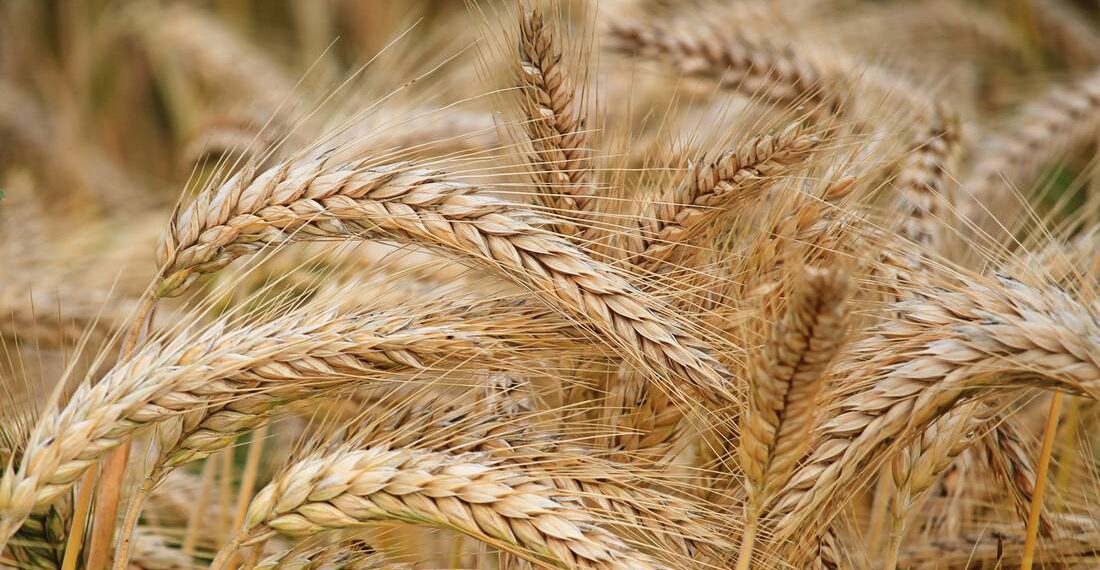 ¿Eres productor de trigo? Presentan programa de subsidio para la cosecha