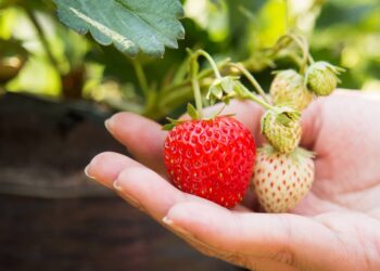 ¿Tienes cultivos de fresa? Estas son las recomendaciones contra la Pestalotia