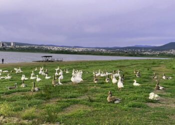 Aprueban gratuidad a los parques y deportivas de León durante los sábados