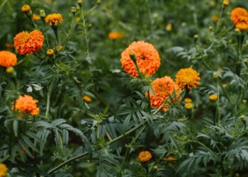 Súmate al intercambio de residuos aprovechables por flores de cempasúchil en León