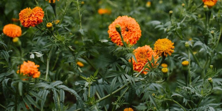 Súmate al intercambio de residuos aprovechables por flores de cempasúchil en León