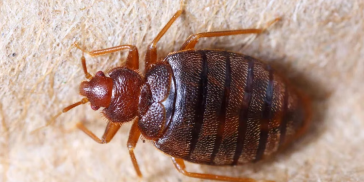 Vigilan reportes de chinches en Guanajuato; ¿cuáles son los síntomas de picaduras?