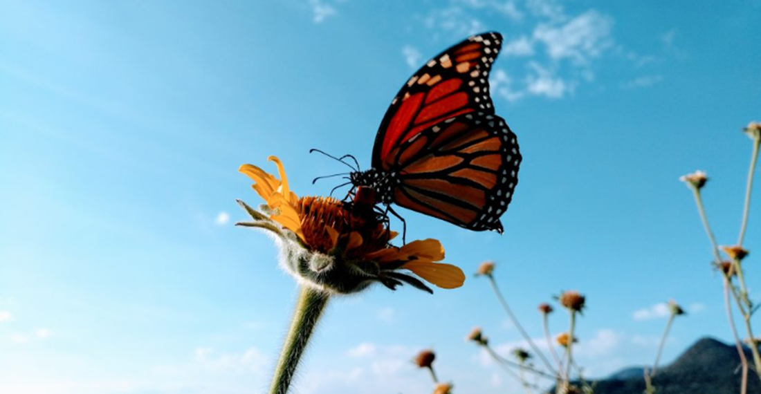 ¿En qué sitios de Guanajuato puedes admirar a la mariposa Monarca?