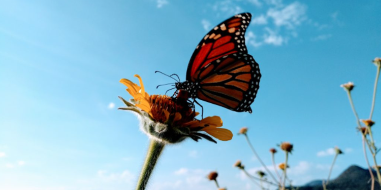 ¿En qué sitios de Guanajuato puedes admirar a la mariposa Monarca?
