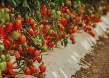 Inicia Expo Agroalimentaria Guanajuato 2023 en Irapuato