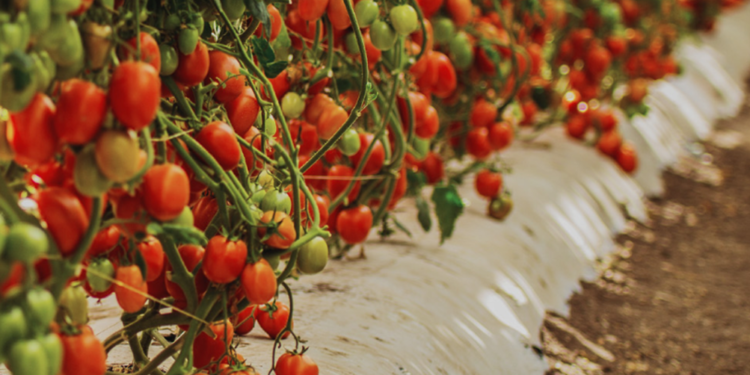 Inicia Expo Agroalimentaria Guanajuato 2023 en Irapuato