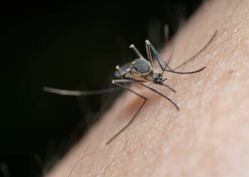 Cuidado con estos síntomas, ¡podría ser dengue! Estas son las medidas preventivas