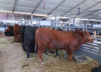 ¿Qué proyectos de Participa León resultaron ganadores?