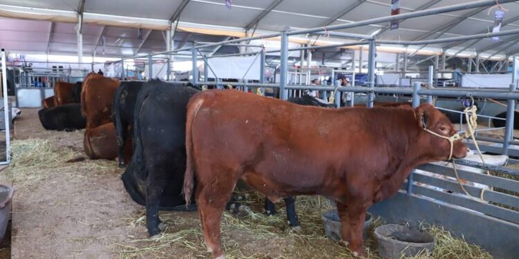 ¿Qué proyectos de Participa León resultaron ganadores?