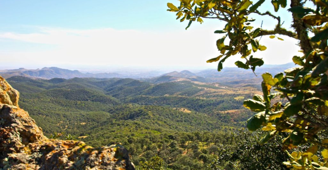 ¡Entérate! Se registran 4 nuevas especies de fauna en Guanajuato