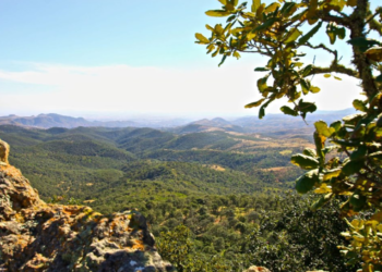 ¡Entérate! Se registran 4 nuevas especies de fauna en Guanajuato