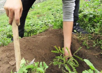 ¿Te gustan las plantas? Puedes solicitarlas en donación al Vivero Municipal de León