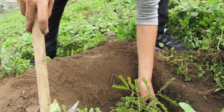 ¿Te gustan las plantas? Puedes solicitarlas en donación al Vivero Municipal de León