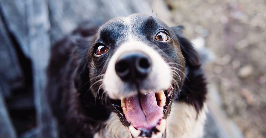 Realizarán esterilizaciones de perros y gatos en municipios de la Jurisdicción Sanitaria I