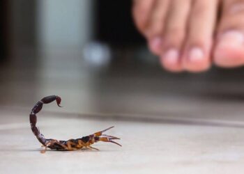 Empresas asiáticas anuncian importantes inversiones en Guanajuato