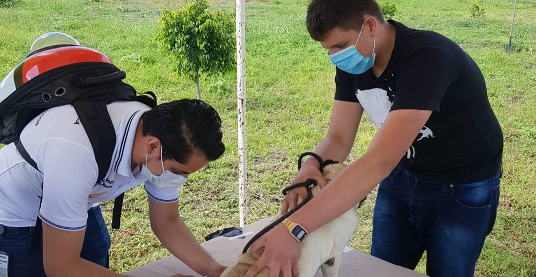 Hoy inicia en Guanajuato la Jornada de vacunación antirrábica canina y felina 2024