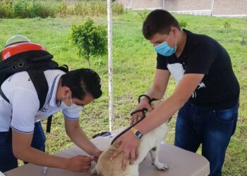 Hoy inicia en Guanajuato la Jornada de vacunación antirrábica canina y felina 2024