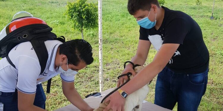 Hoy inicia en Guanajuato la Jornada de vacunación antirrábica canina y felina 2024