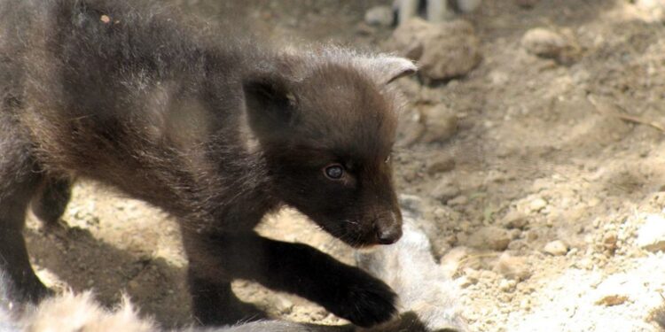 Súmate a la campaña de donación de tapas para apoyar a niños con cáncer en León