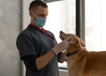 Continúa análisis legislativo para crear clínicas veterinarias públicas en Guanajuato