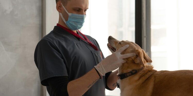 Continúa análisis legislativo para crear clínicas veterinarias públicas en Guanajuato