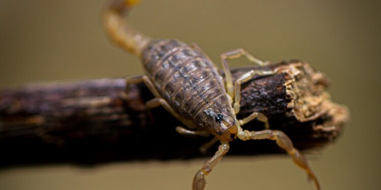 Guanajuato cuenta con suficiente suero antialacrán; así puedes prevenir picaduras