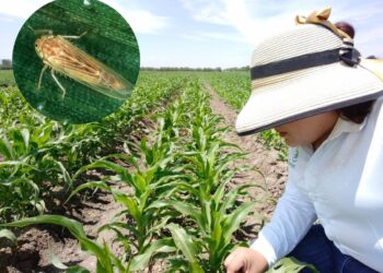¿Eres productor de maíz? Alertan sobre plaga chicharrita