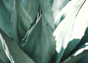 Crearán el Consejo del Agave para el estado de Guanajuato; ¿cuál será su objetivo?