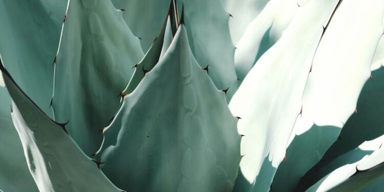 Crearán el Consejo del Agave para el estado de Guanajuato; ¿cuál será su objetivo?