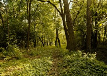 ¡Participa en la reforestación de Sierra de Lobos! Te decimos cómo registrarte