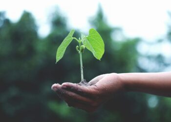 ¡Súmate a las labores de reforestación en Celaya! Estas son las fechas y zonas
