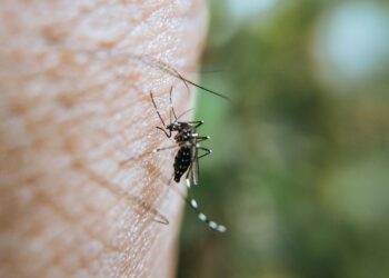 Ya suman 230 casos de dengue en Guanajuato
