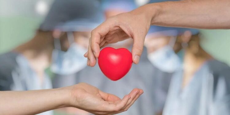 ¿Qué órganos o tejidos se pueden donar en vida?