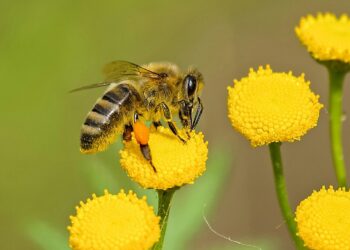 ¿Tienes entre 6 y 18 años? ¡Participa en el Concurso de Dibujo sobre el Cuidado y Protección de las Abejas!