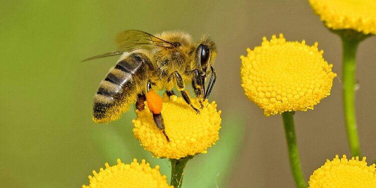 ¿Tienes entre 6 y 18 años? ¡Participa en el Concurso de Dibujo sobre el Cuidado y Protección de las Abejas!