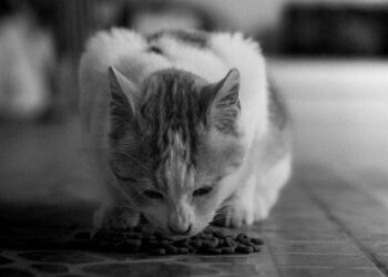 ¿Cuántos miles de pesos deberás pagar de multa si descuidas la alimentación de tu mascota en León?