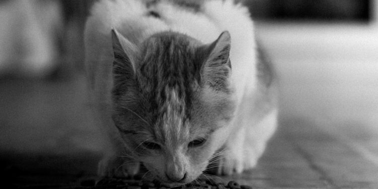 ¿Cuántos miles de pesos deberás pagar de multa si descuidas la alimentación de tu mascota en León?