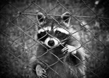 SEG organiza ponencias online sobre seguridad en Internet y redes sociales; estas son las fechas y horarios