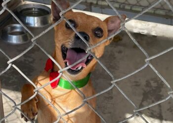 “Patitas en el SIT León”, un programa para buscar hogar a perritos callejeros