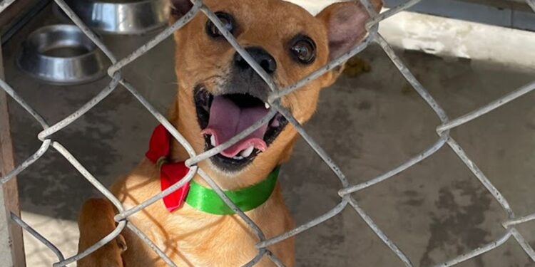 “Patitas en el SIT León”, un programa para buscar hogar a perritos callejeros