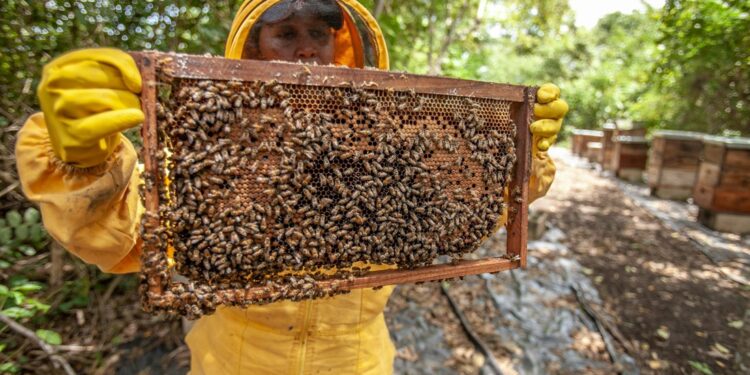 ¿Eres apicultor? Estos son los programas de apoyo del Gobierno del estado de Guanajuato