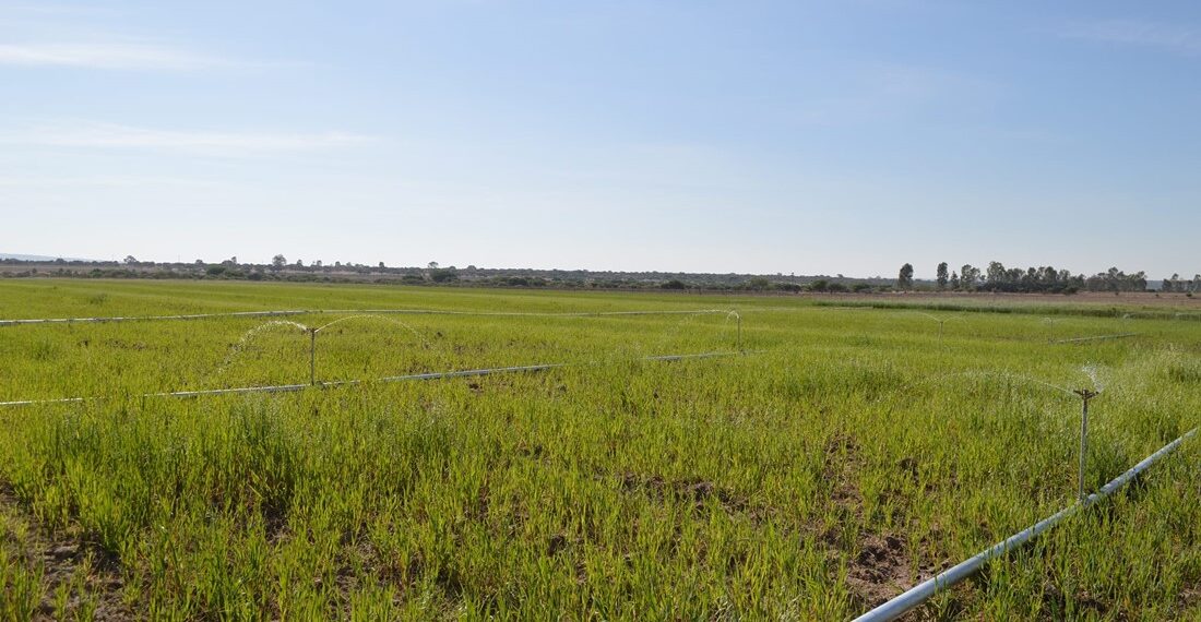 ¿Te dedicas al campo guanajuatense? Anuncian apoyos para tecnificar el riego