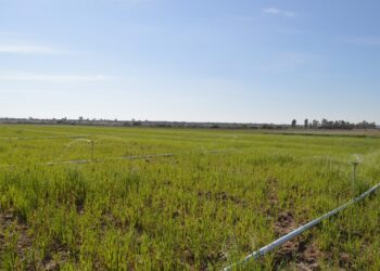 ¿Te dedicas al campo guanajuatense? Anuncian apoyos para tecnificar el riego