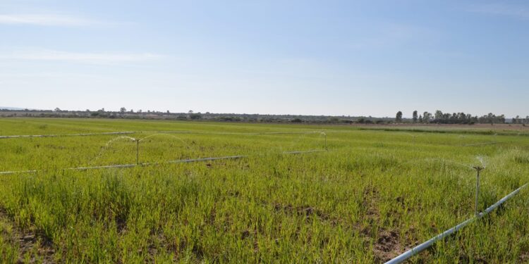 ¿Te dedicas al campo guanajuatense? Anuncian apoyos para tecnificar el riego